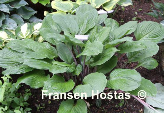 Hosta Peacock Strut